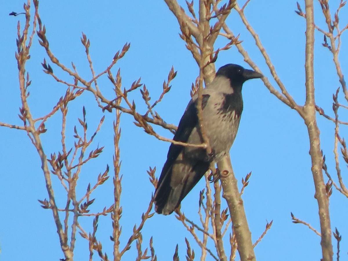 Hooded Crow - ML645593146