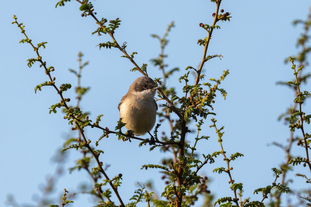 Lesser Whitethroat - ML645593148