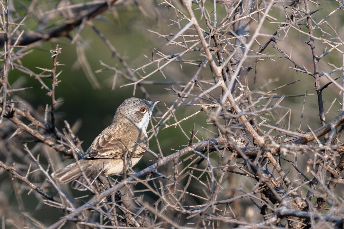Lesser Whitethroat - ML645593150