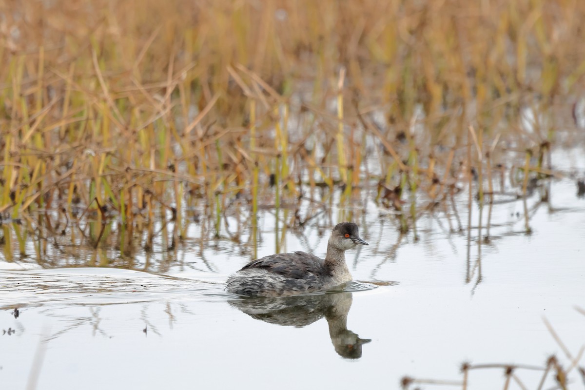 Eared Grebe - ML645593151