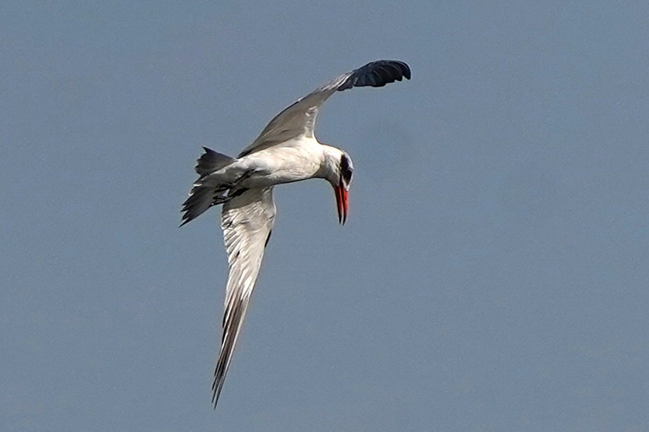Caspian Tern - ML645593153