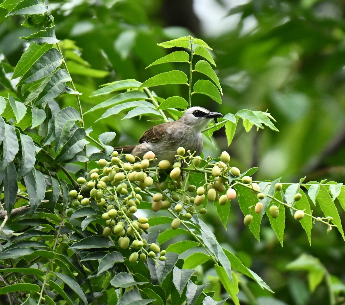 Yellow-vented Bulbul - ML645593155