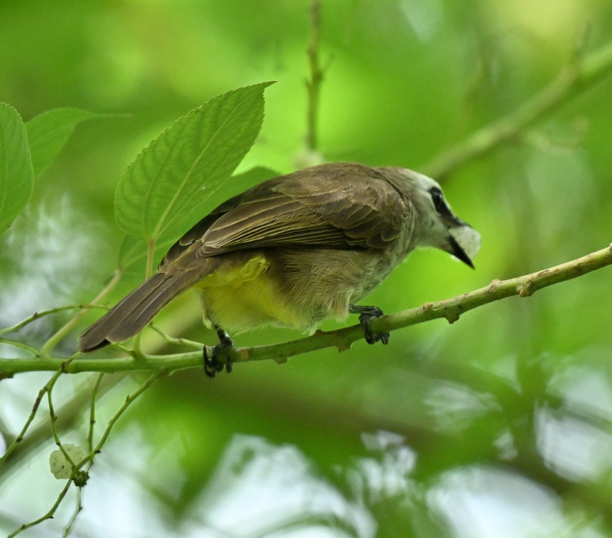 Yellow-vented Bulbul - ML645593156