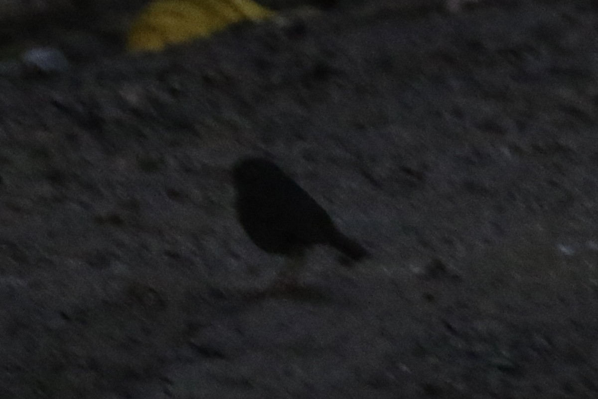 Slaty-backed Nightingale-Thrush - ML645593157