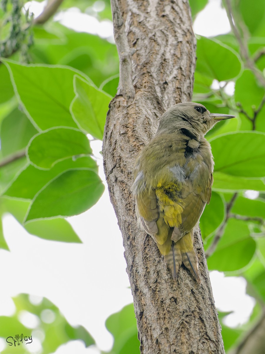 Gray-headed Woodpecker - ML645593158