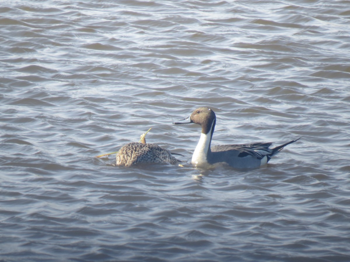 Northern Pintail - ML645593159