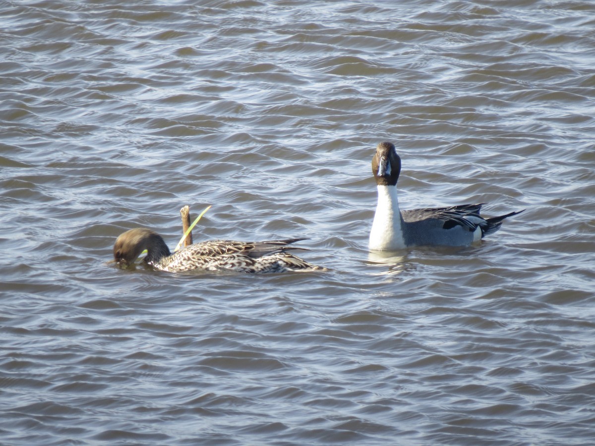Northern Pintail - ML645593160