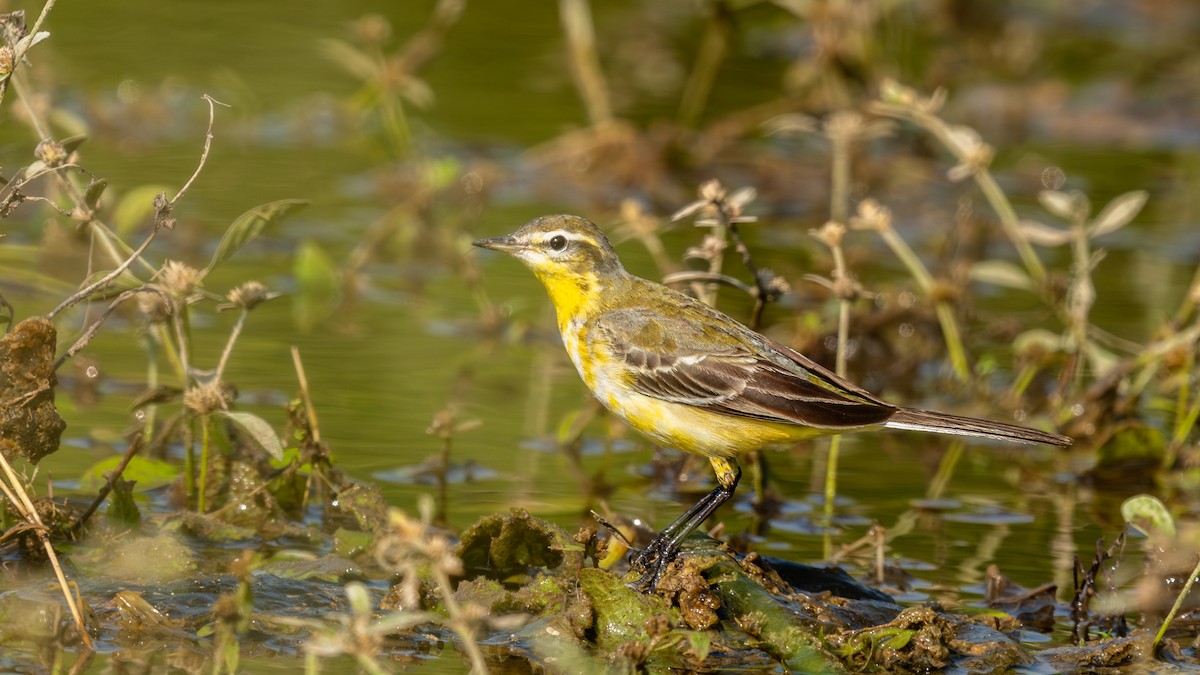 konipas luční - ML645593163