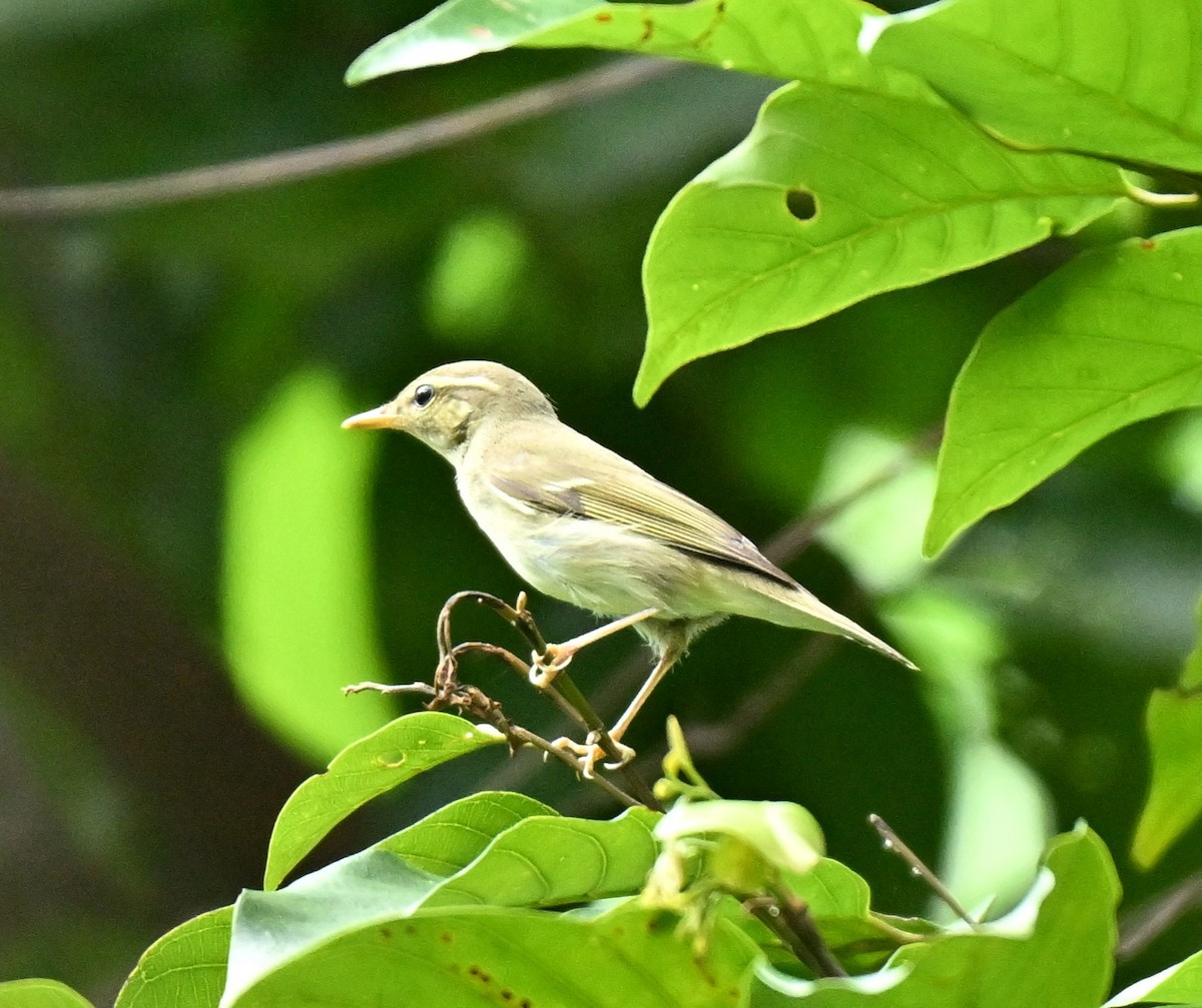 Arctic Warbler - ML645593164