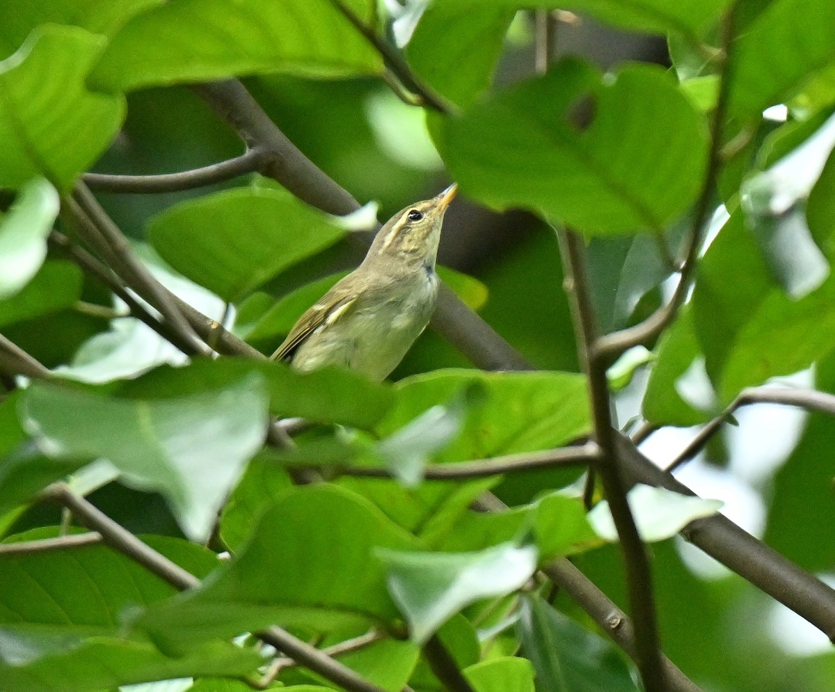 Arctic Warbler - ML645593165