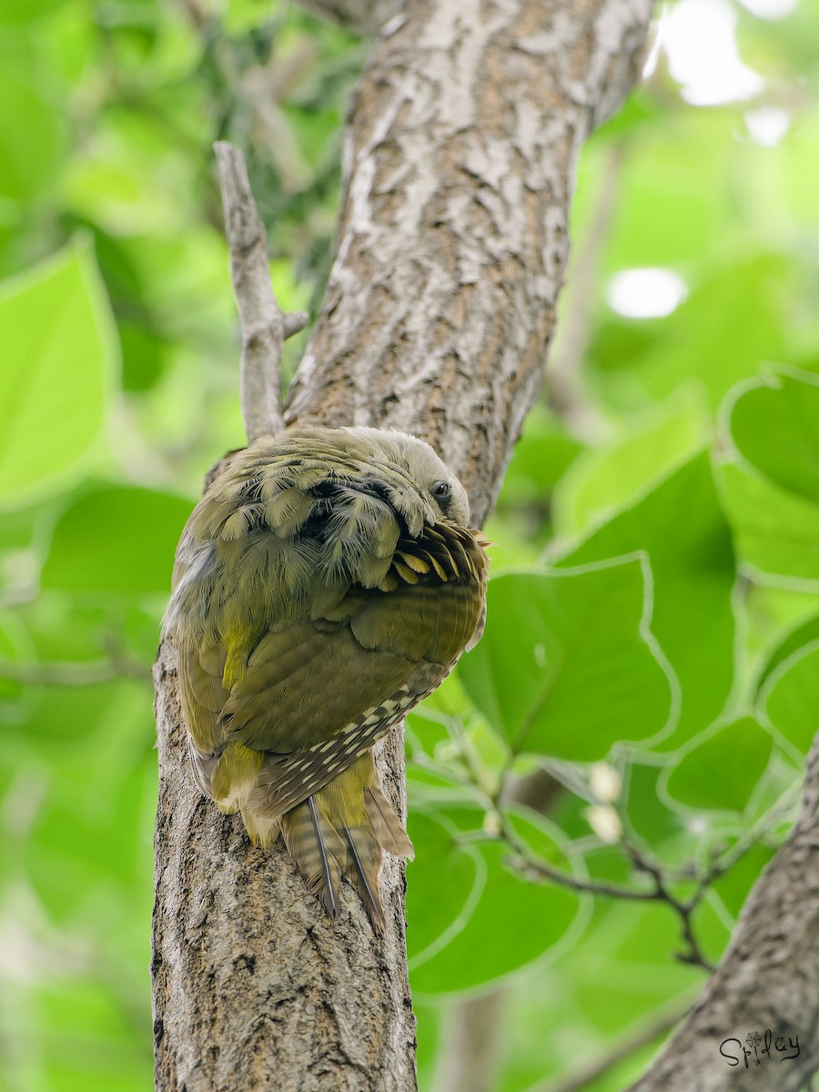 Жовна сива - ML645593166