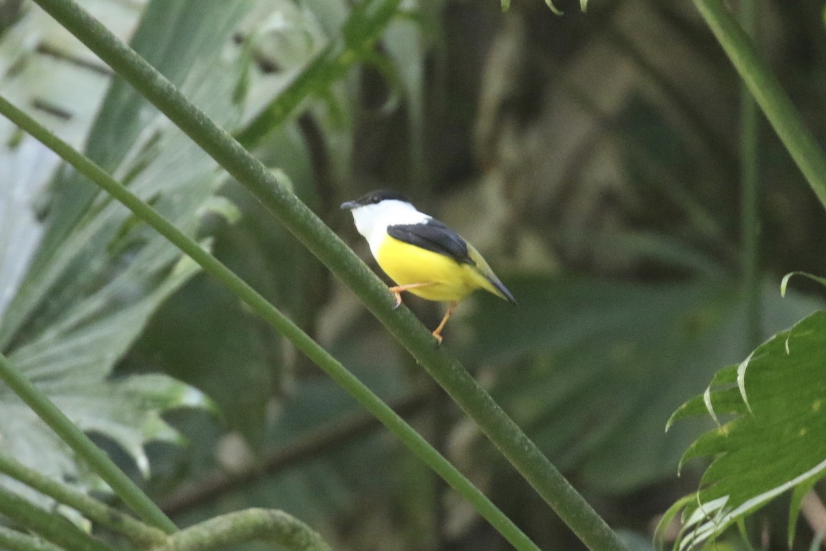 White-collared Manakin - ML645593171