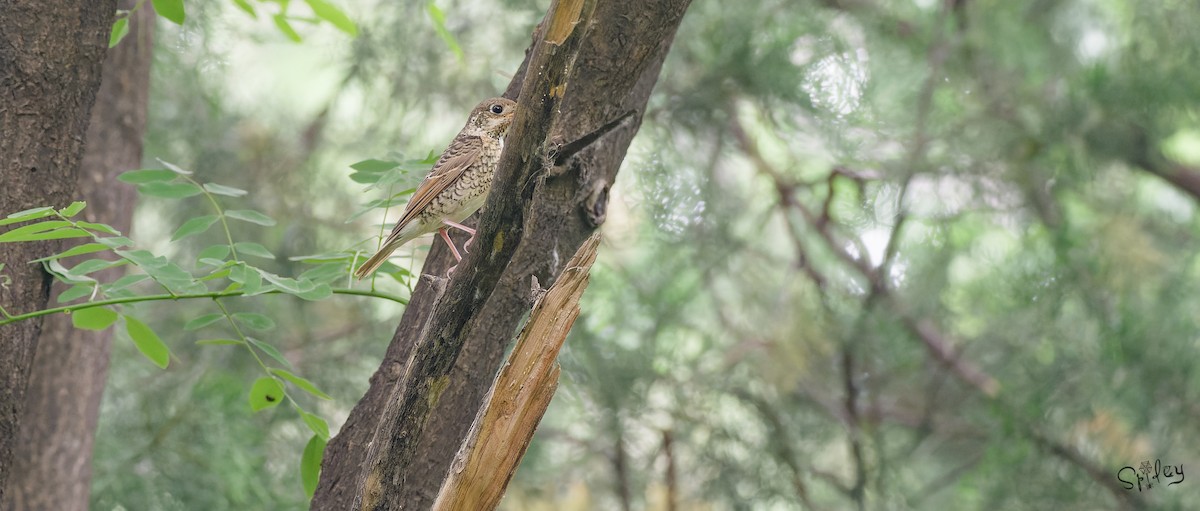White-throated Rock-Thrush - ML645593175