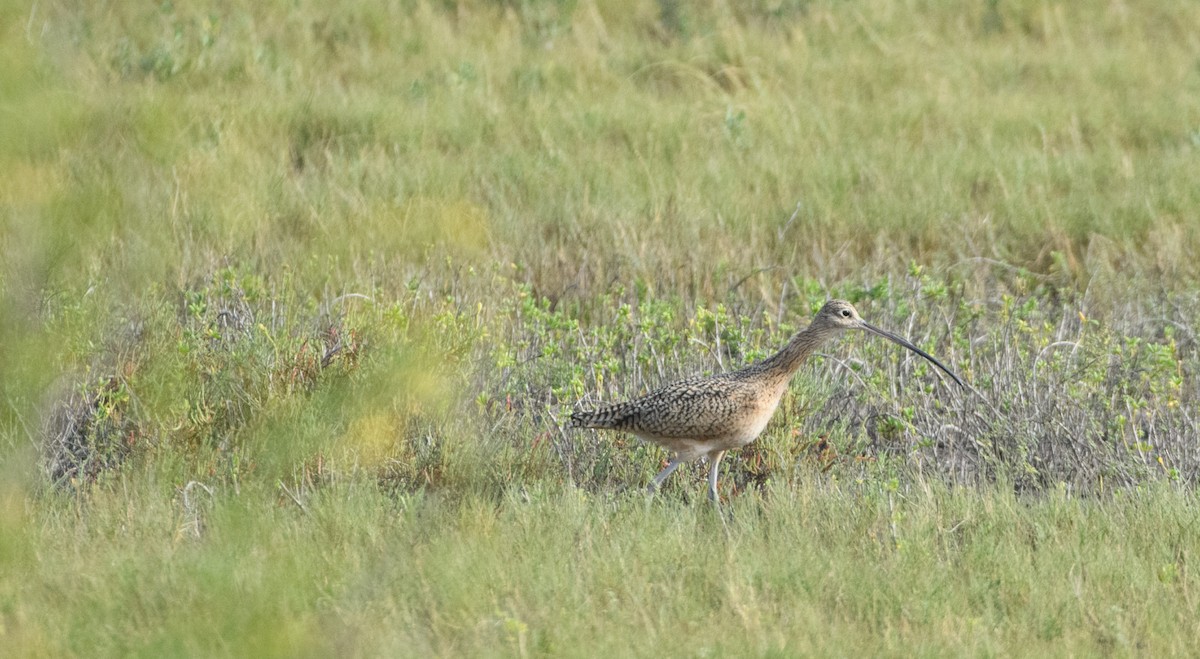 Long-billed Curlew - ML645593176