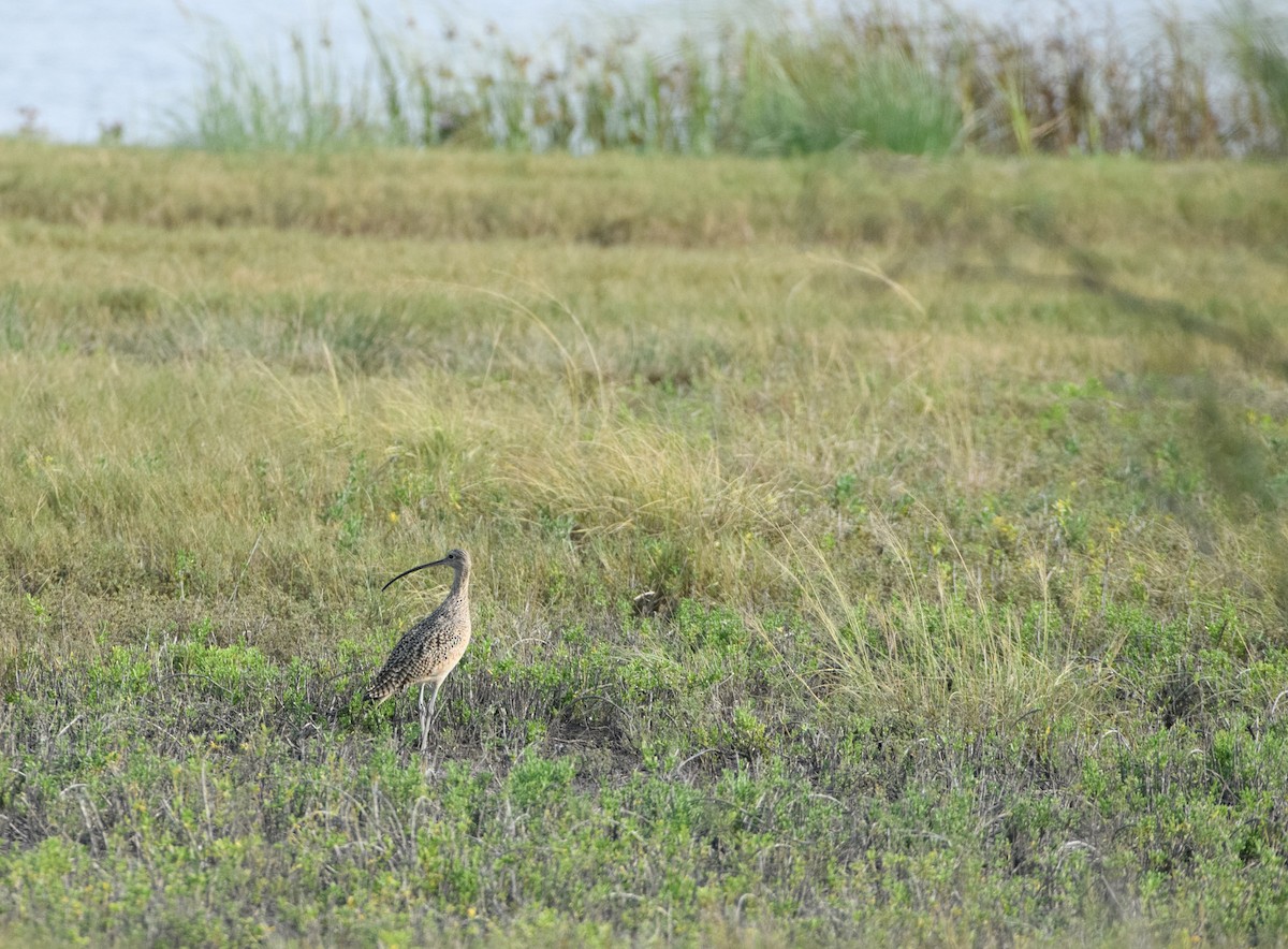 Long-billed Curlew - ML645593177