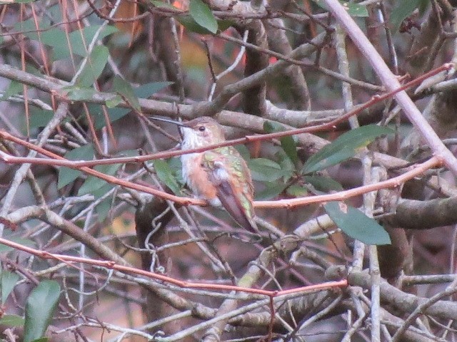 kalypta rezavolesklá/Allenova - ML645593178