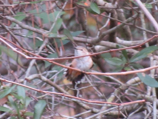 kalypta rezavolesklá/Allenova - ML645593179