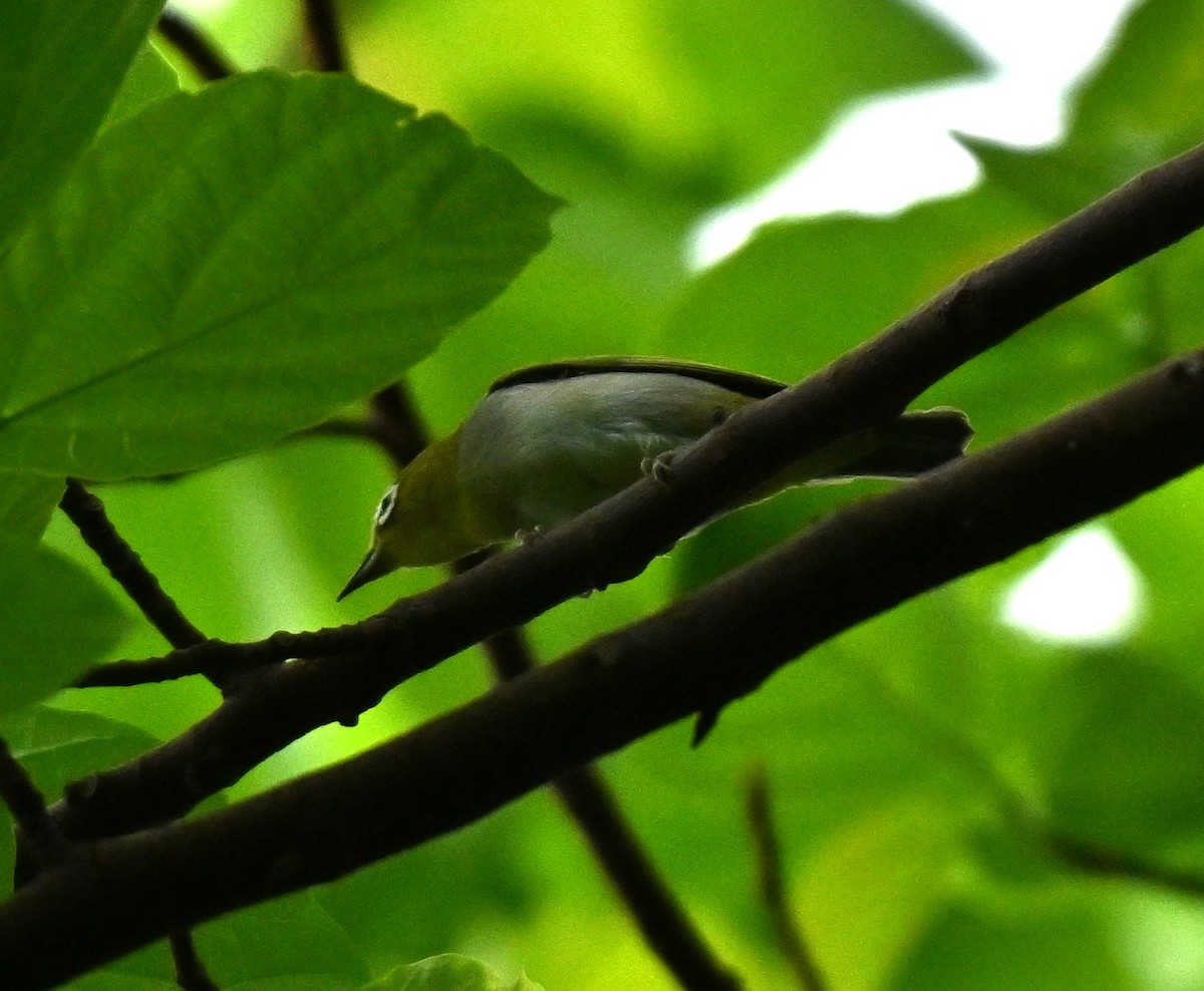 Swinhoe's White-eye - ML645593180
