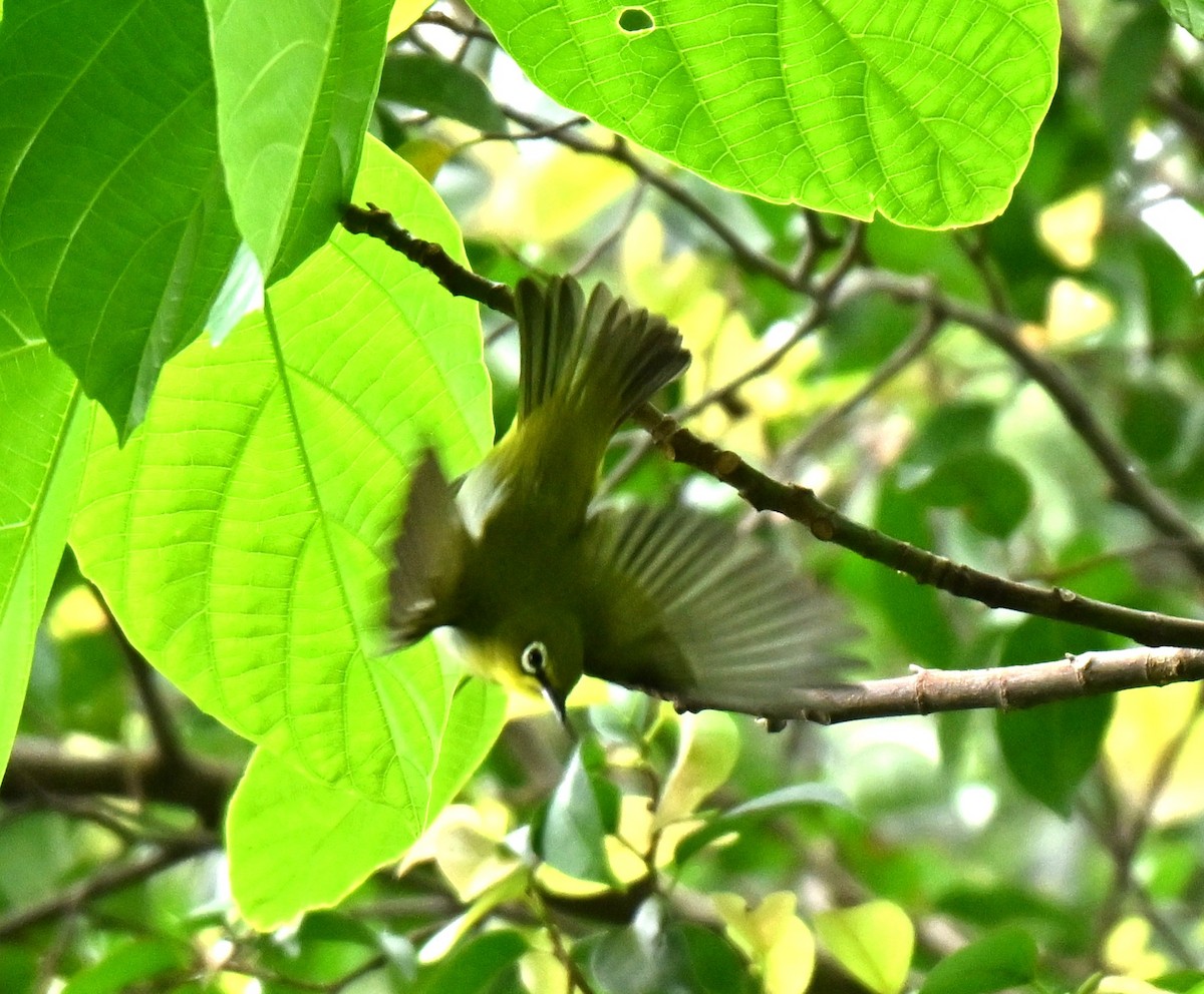 Swinhoe's White-eye - ML645593181