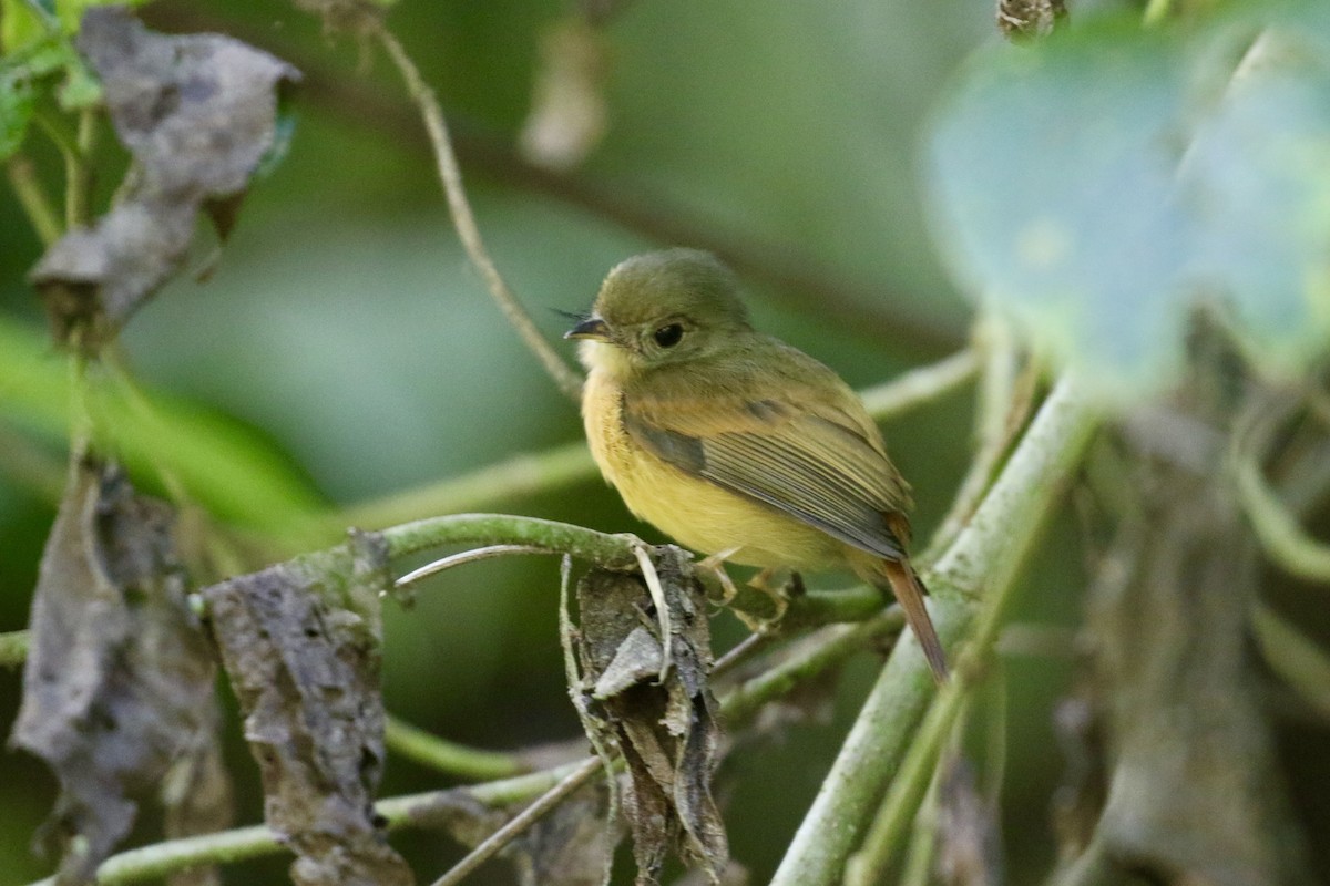 Ruddy-tailed Flycatcher - ML645593182