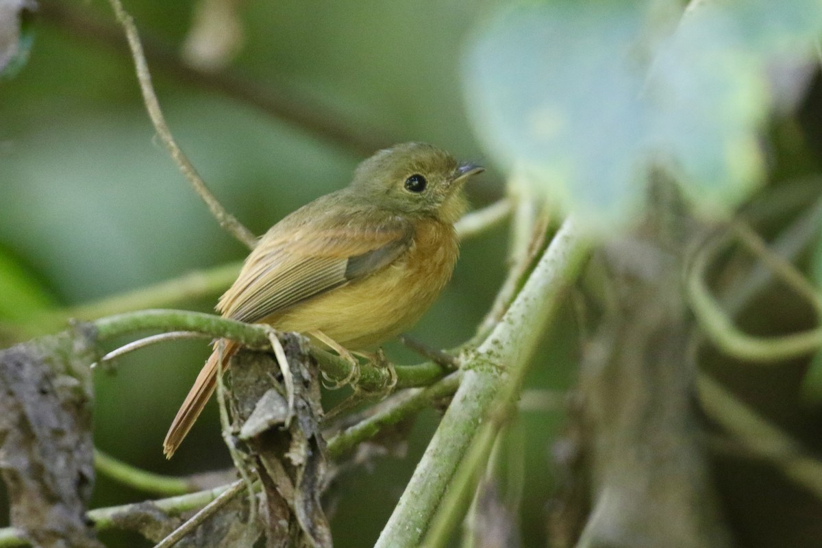Ruddy-tailed Flycatcher - ML645593183
