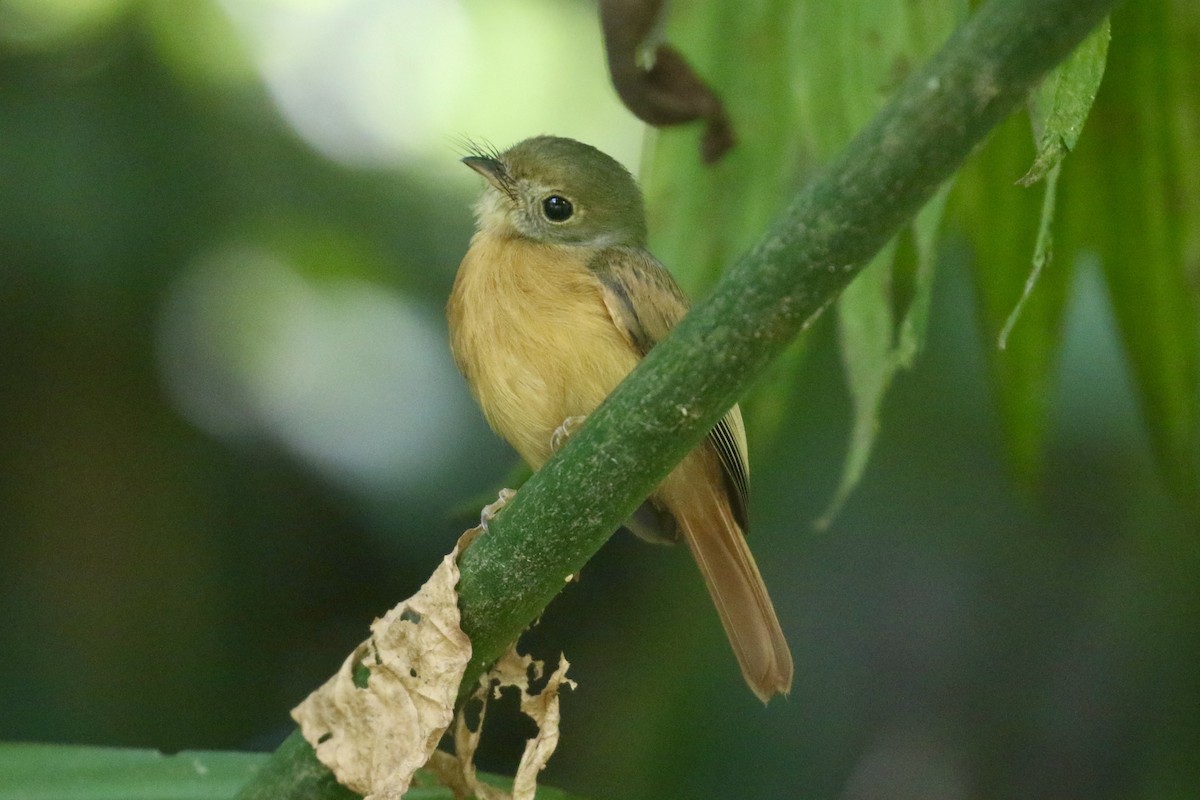 Ruddy-tailed Flycatcher - ML645593184