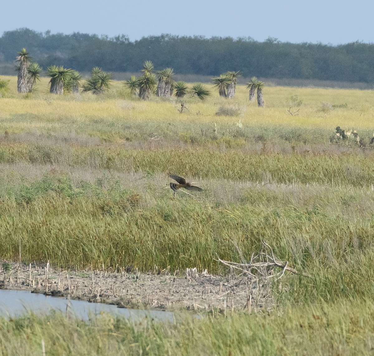 Aguilucho de Hudson - ML645593185