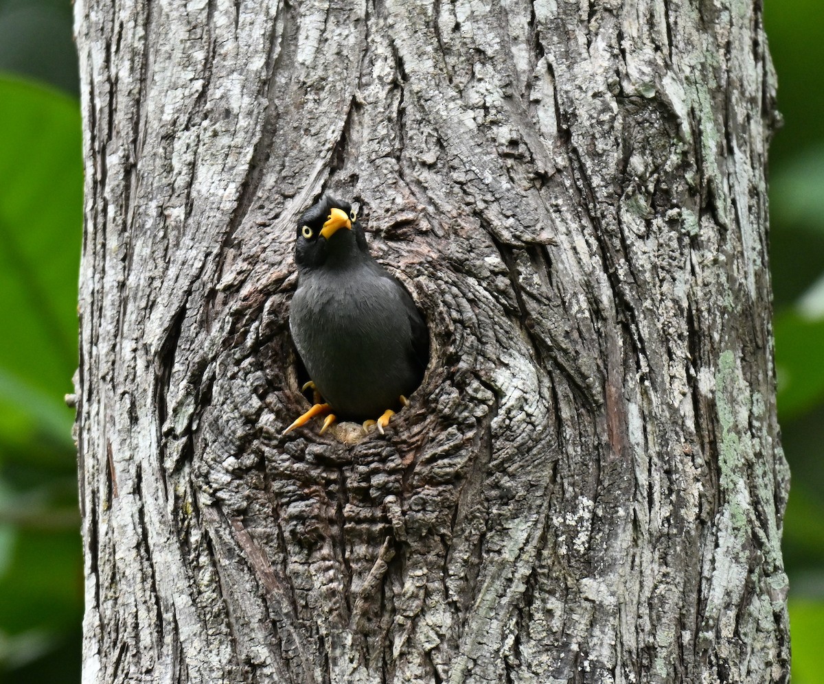 Javan Myna - ML645593187