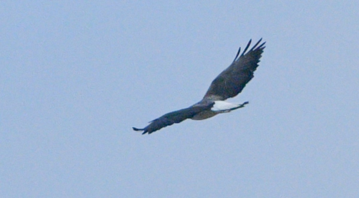 White-tailed Hawk - ML645593191