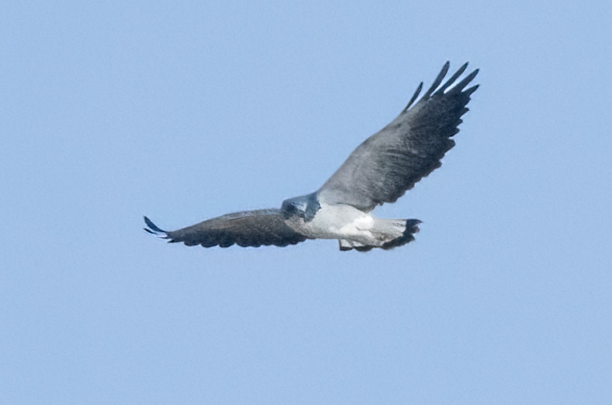 White-tailed Hawk - ML645593192