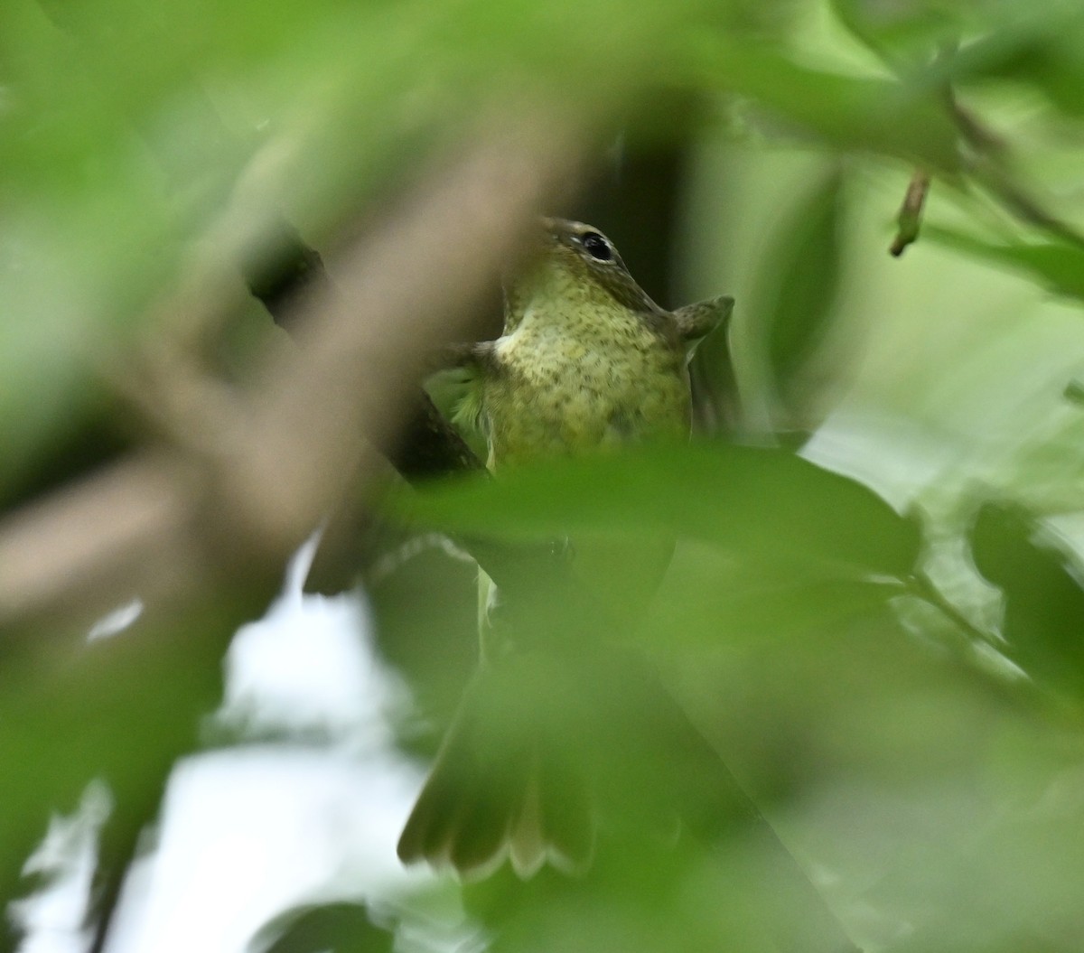 Yellow-rumped Flycatcher - ML645593194