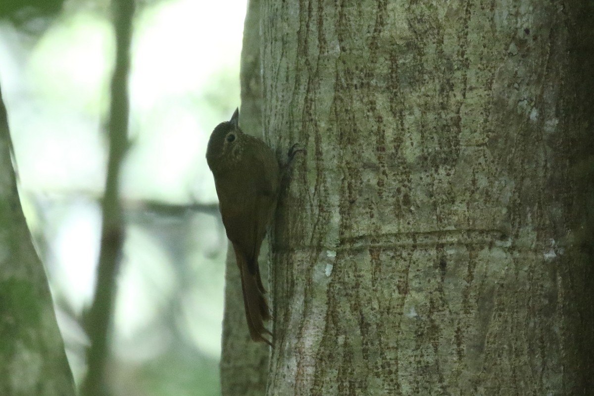 Wedge-billed Woodcreeper - ML645593207