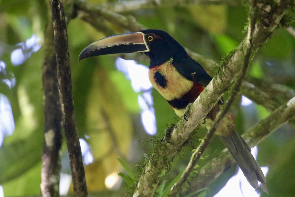 Collared Aracari - ML645593209