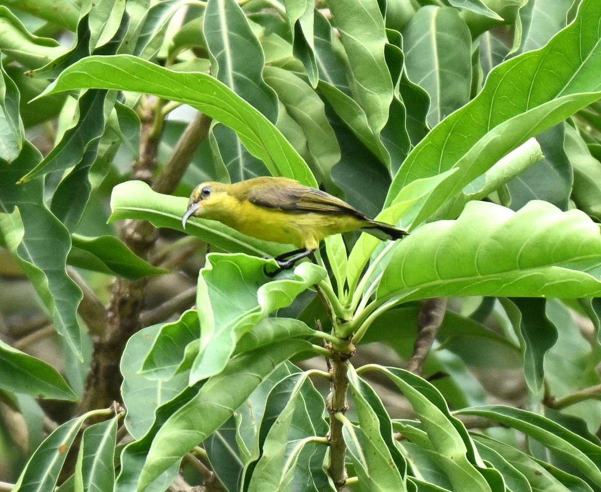 Ornate Sunbird - ML645593216