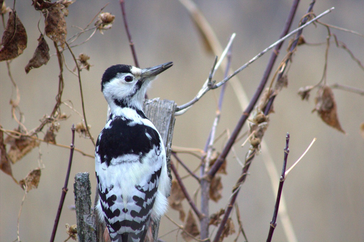White-backed Woodpecker - ML645593217