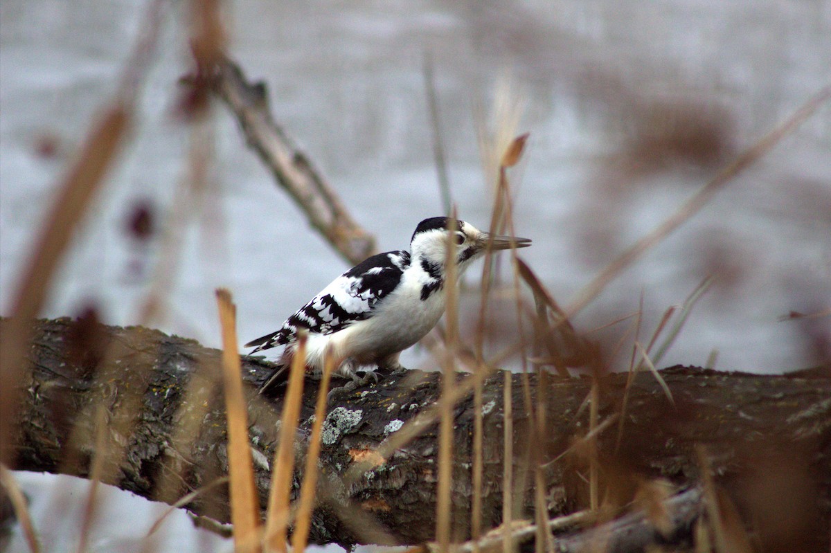White-backed Woodpecker - ML645593218