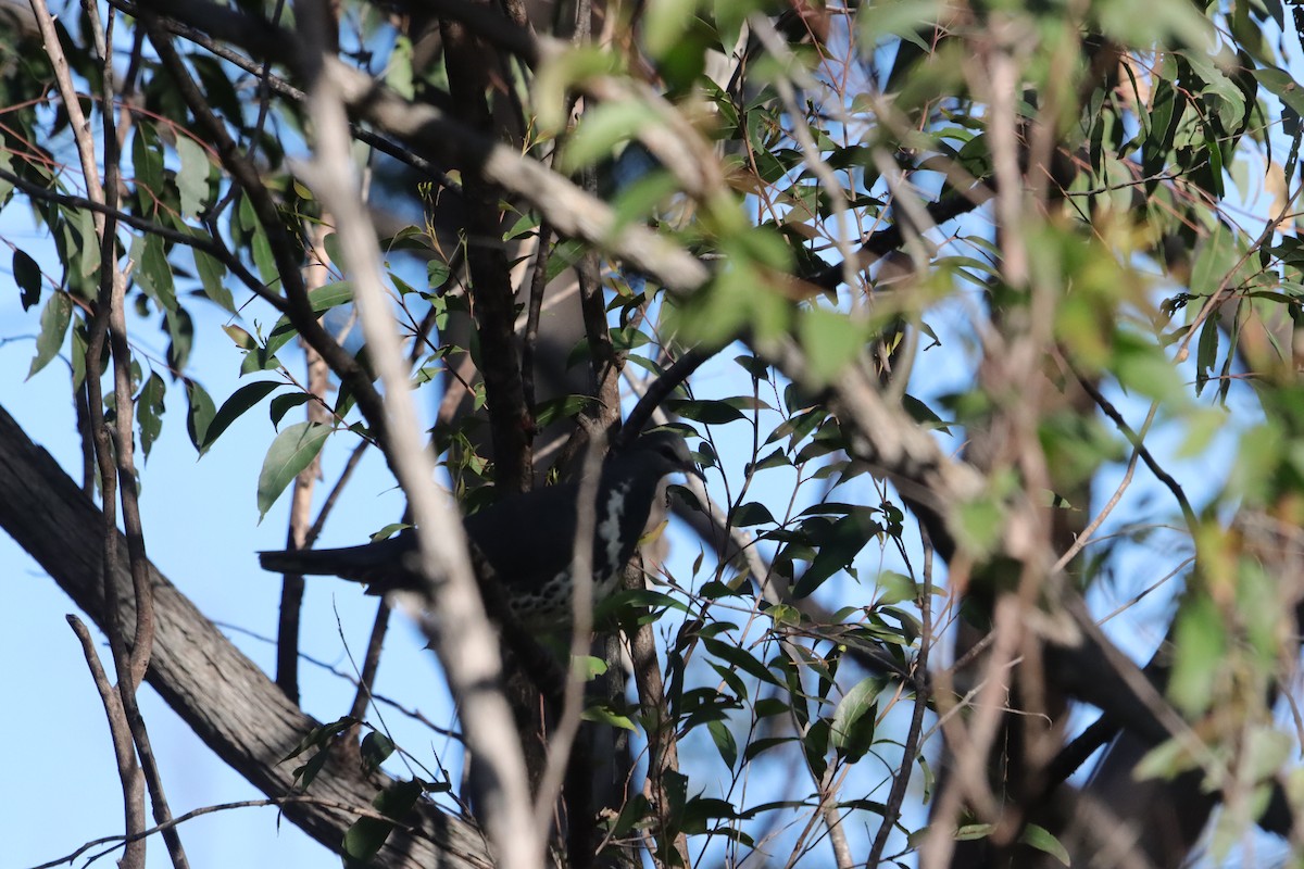 Вонга - ML645593220