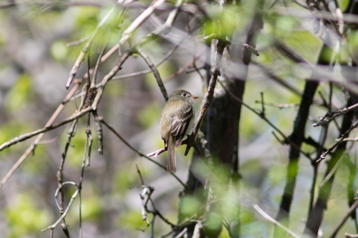 Least Flycatcher - ML645593223