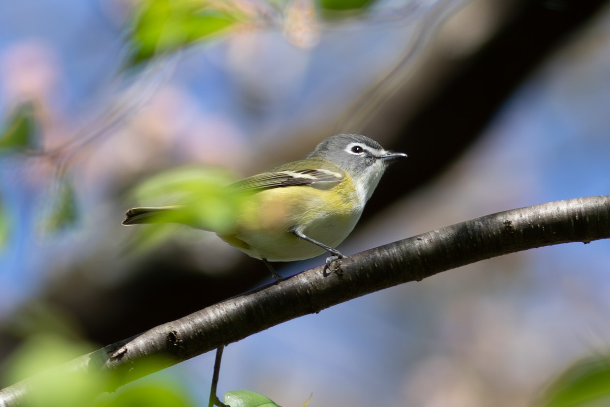 Blue-headed Vireo - ML645593226