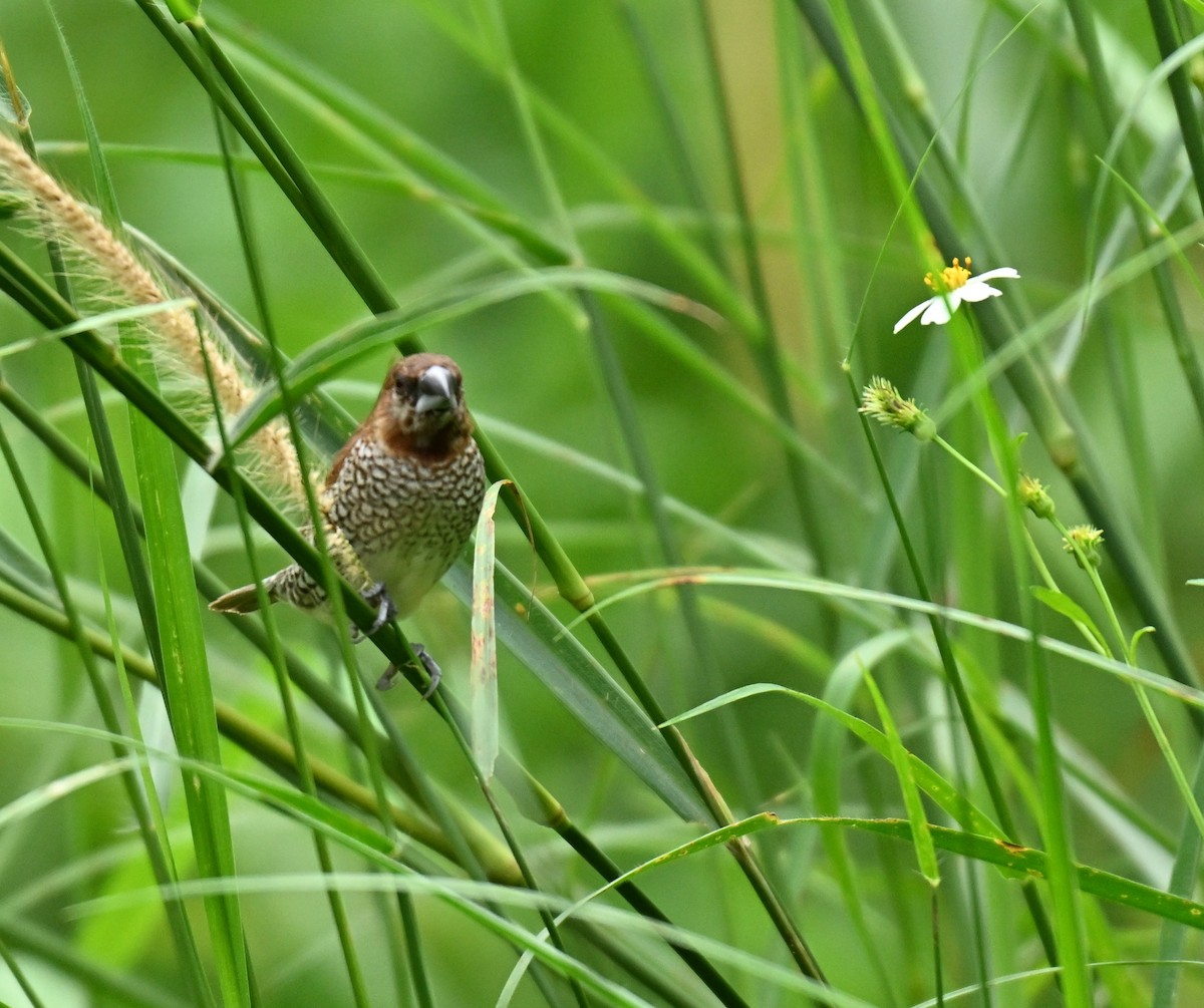 Scaly-breasted Munia - ML645593227