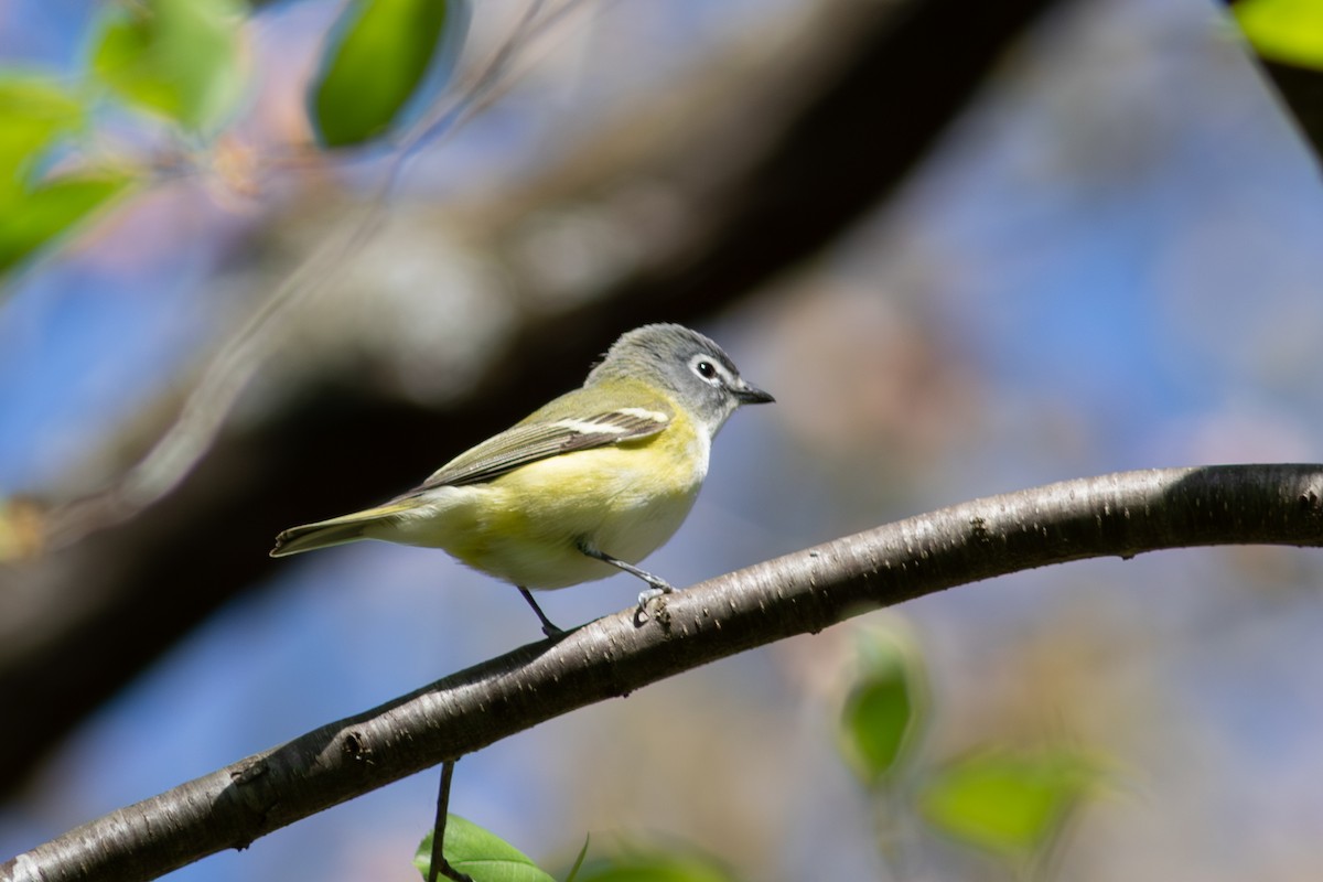 Blue-headed Vireo - ML645593228