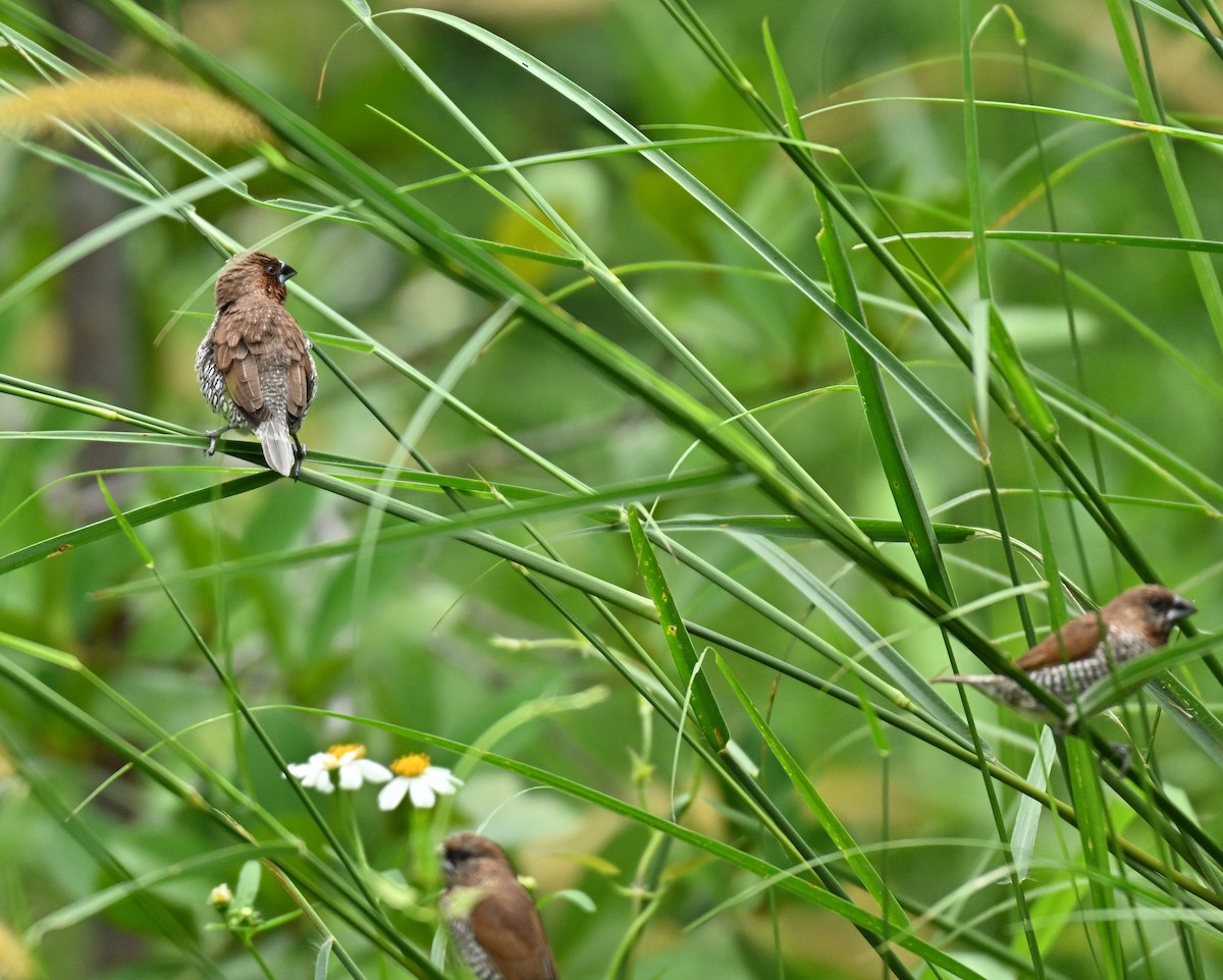 Scaly-breasted Munia - ML645593229