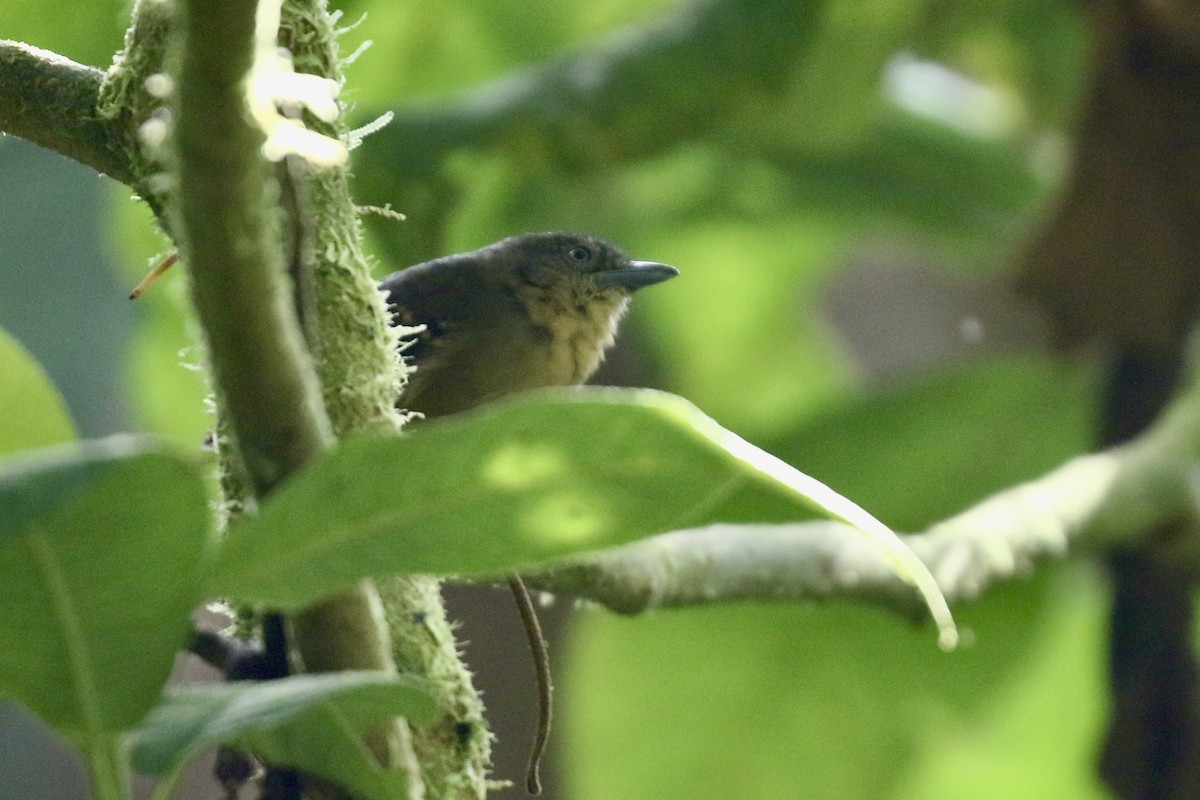 Checker-throated Stipplethroat - ML645593232