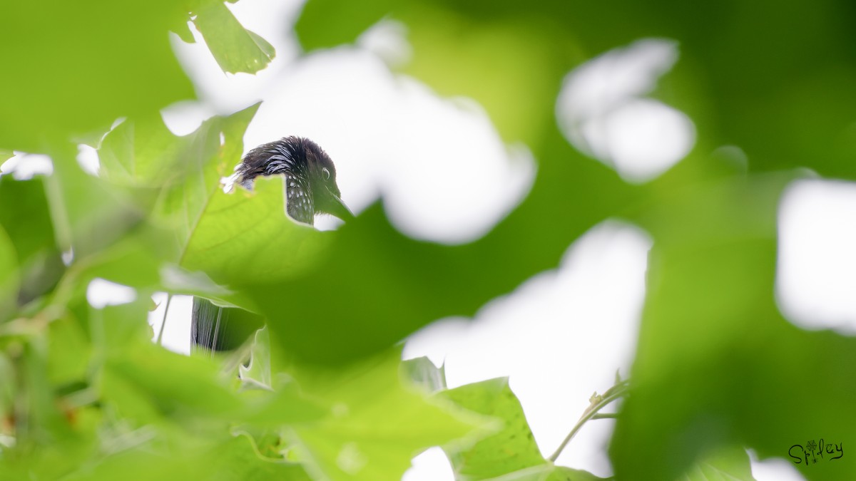 Hair-crested Drongo - ML645593236