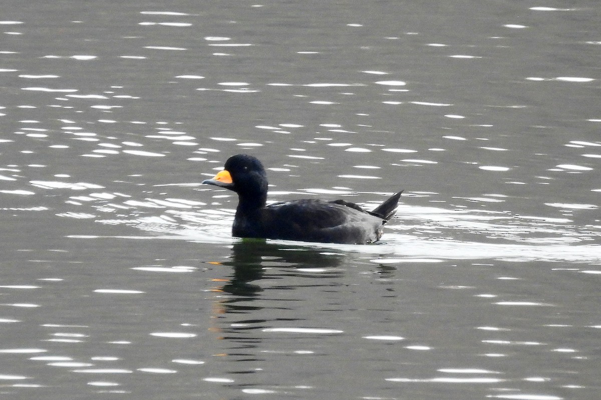 amerikasvartand - ML645593239