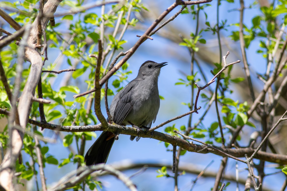 Gray Catbird - ML645593240