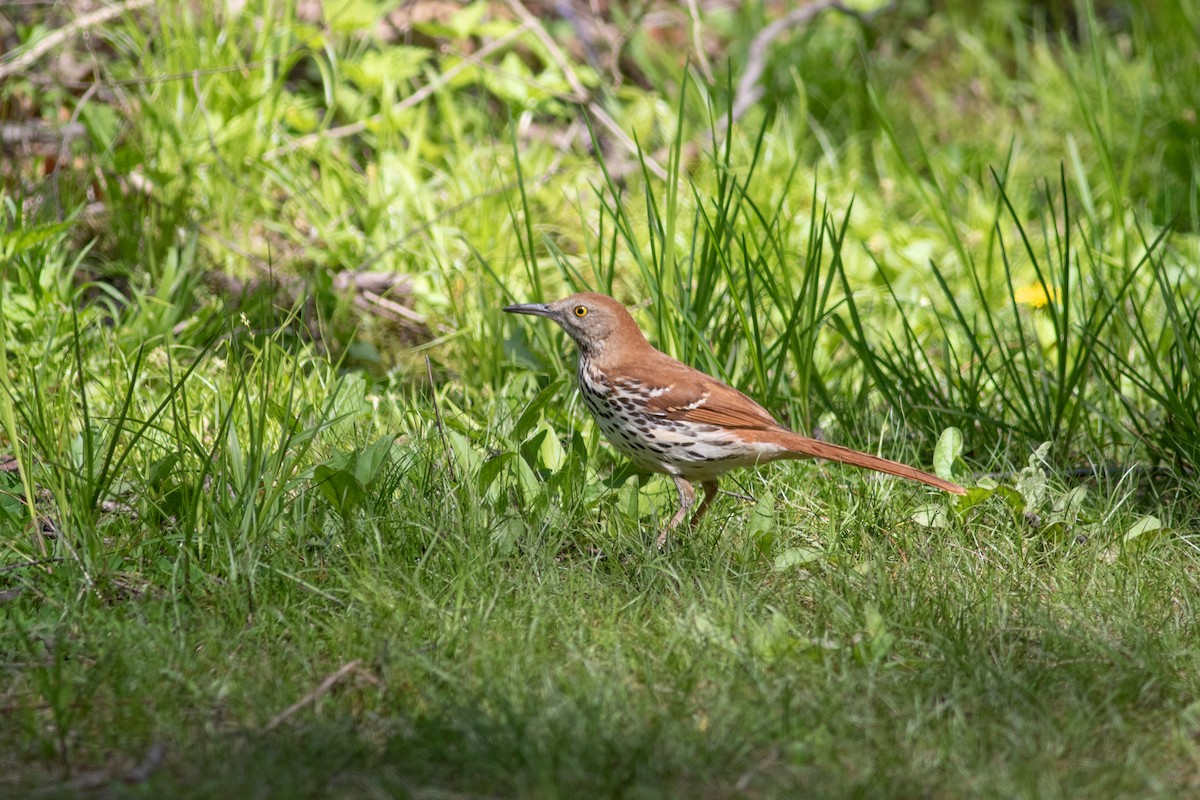 Brown Thrasher - ML645593243