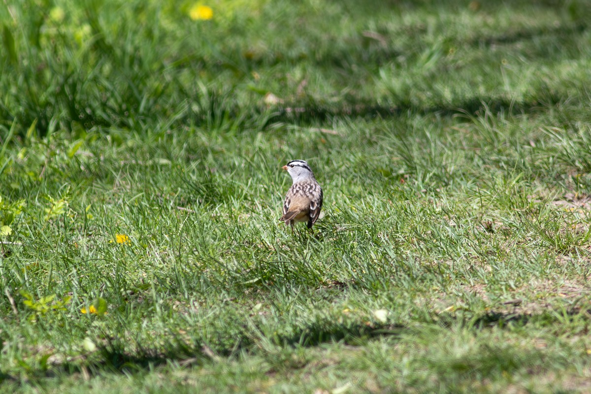 White-crowned Sparrow - ML645593267
