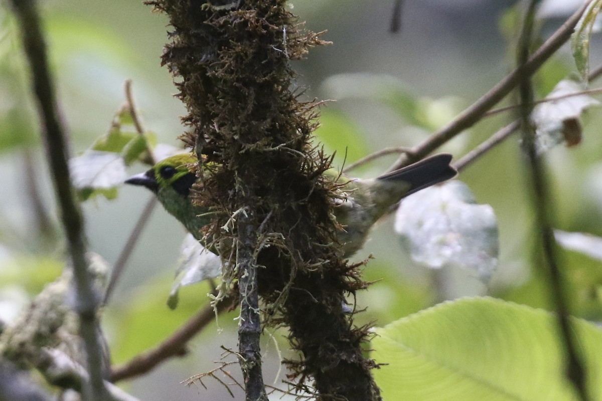 Emerald Tanager - ML645593270