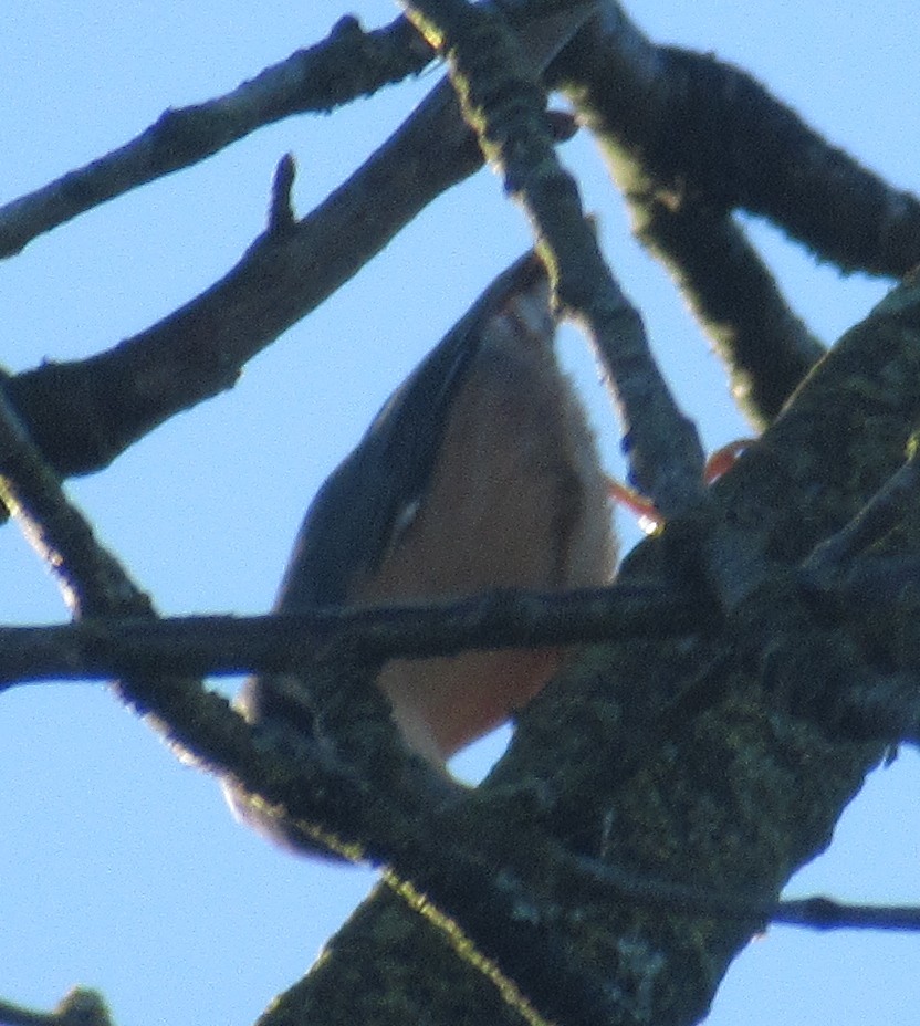 Garrapo eurasiarra - ML645593272